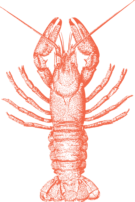Lobster Illustration